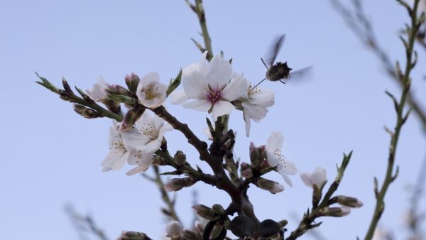 Almendro en flor