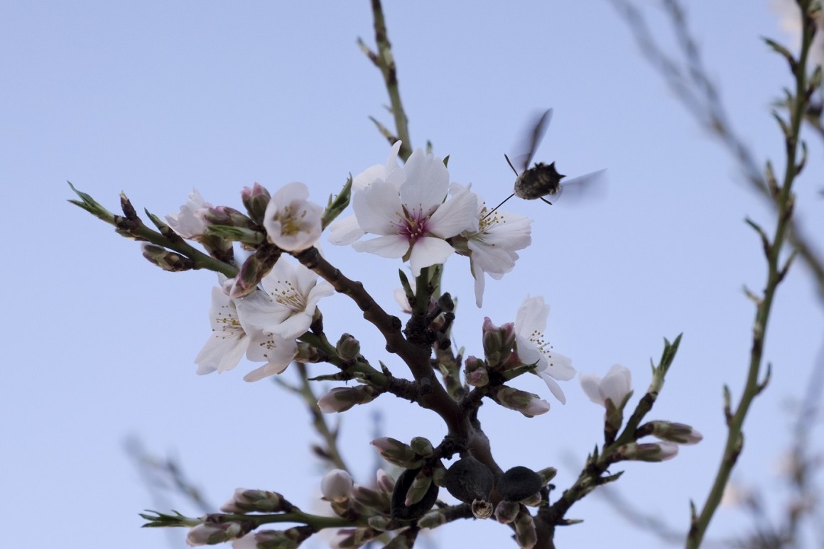 Almendro en flor