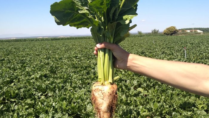 Asaja León advierte que los productores de remolacha verán reducida en un 31% la ayuda asociada al cultivo