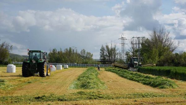 Campo de cultivo