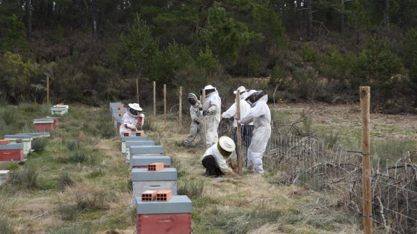 Taller para proteger las colmenas de los ataques de los osos en Brañuelas