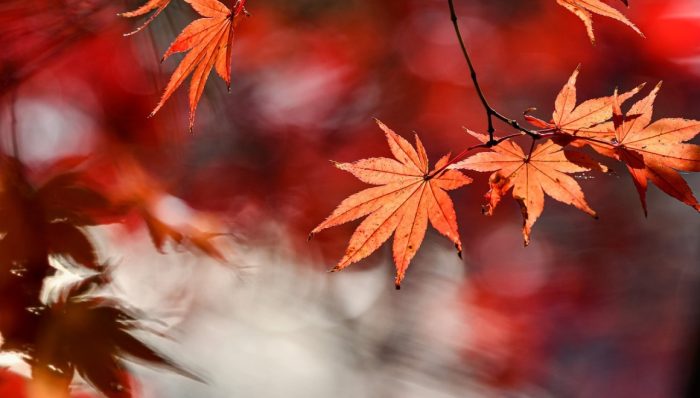 El otoño llega este domingo a las 14.44 horas