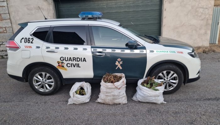 Incautados cerca de 50 kilos de raíz de genciana, una planta medicinal protegida por el catálogo de flora de Castilla y León