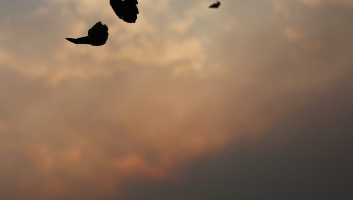 La Junta estudiará la salud del suelo para mejorar la recuperación de los bosques tras los incendios