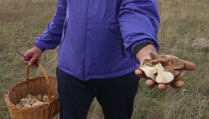 La campaña micológica en Castilla y León arrancará previsiblemente en las próximas semanas tras la llegada de nuevas lluvias