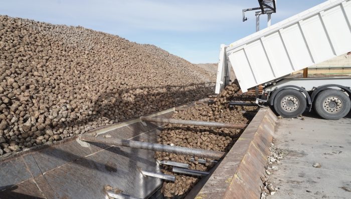 La remolacha gana un 3,4% de superficie en Castilla y León